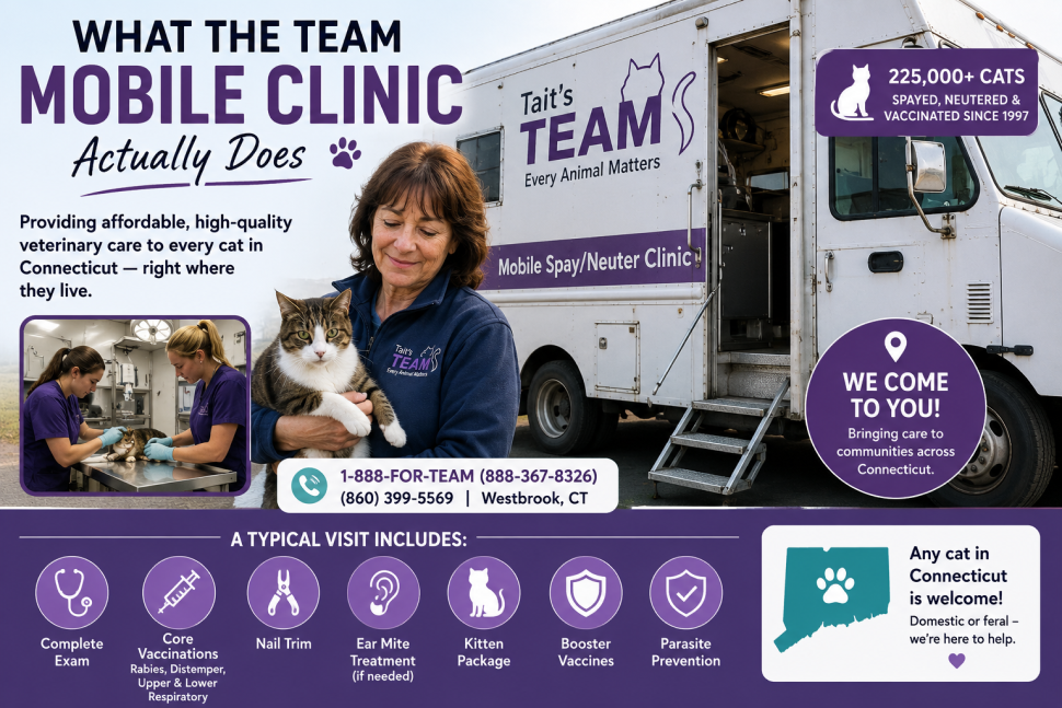 Donna Sicuranza Marconi with a cat and TEAM mobile veterinary clinic